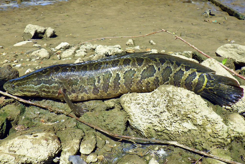 Northern Snakehead