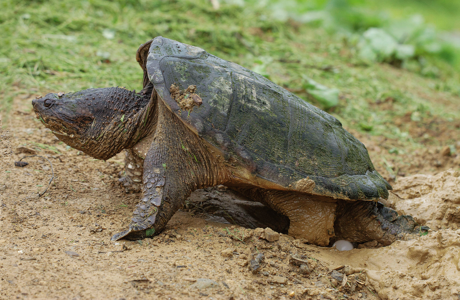 Common Snapping Turtle