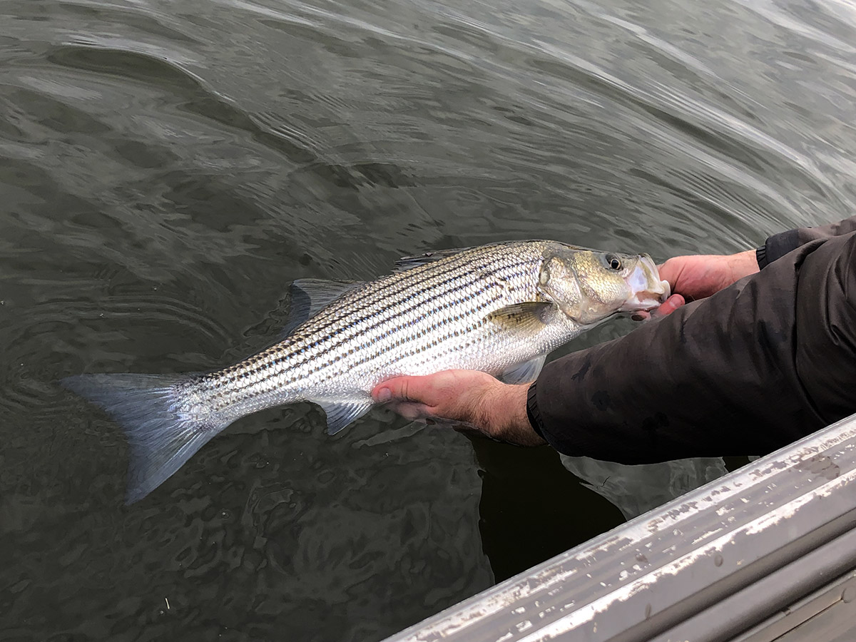 Striped Bass