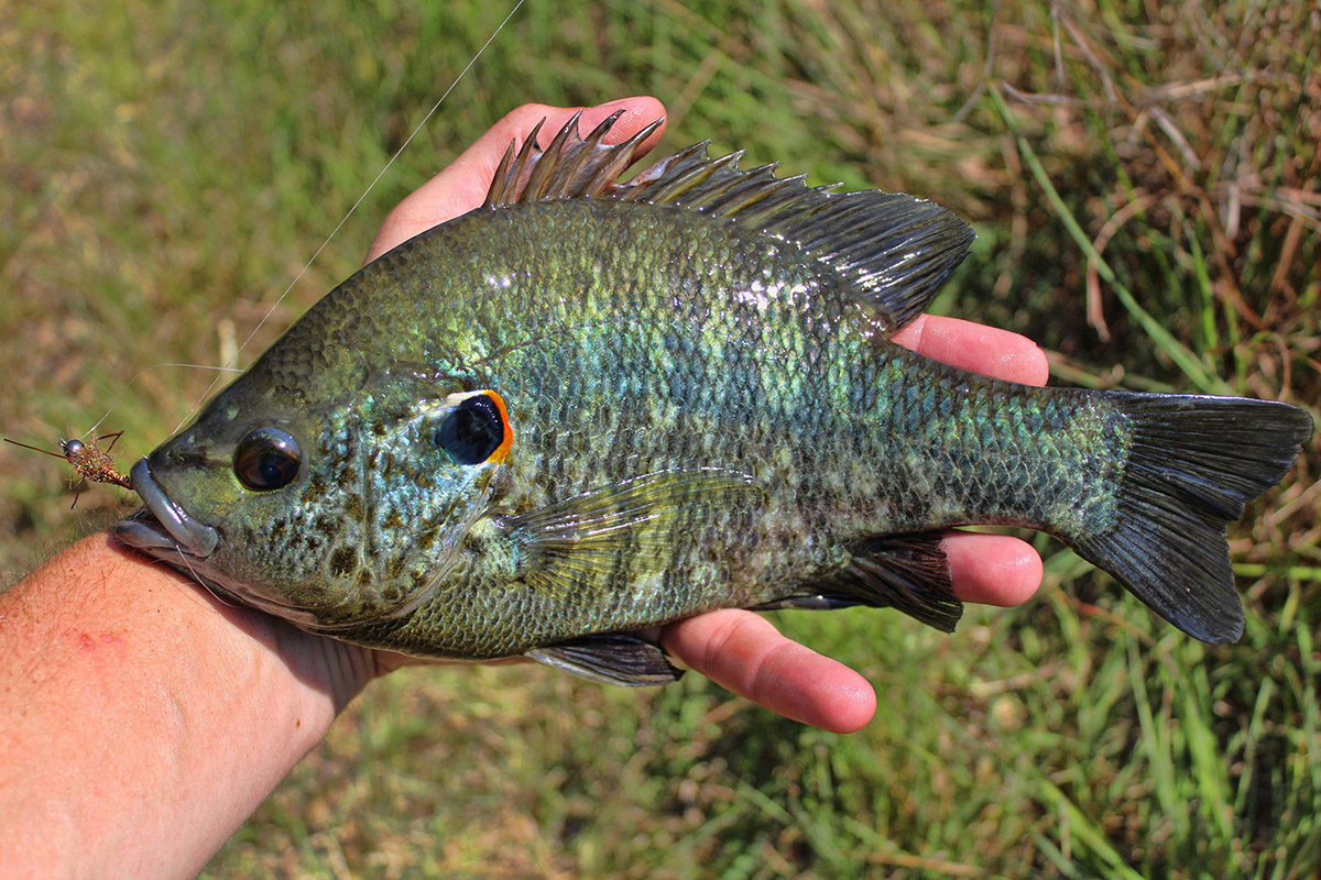 Bluegill Sunfish