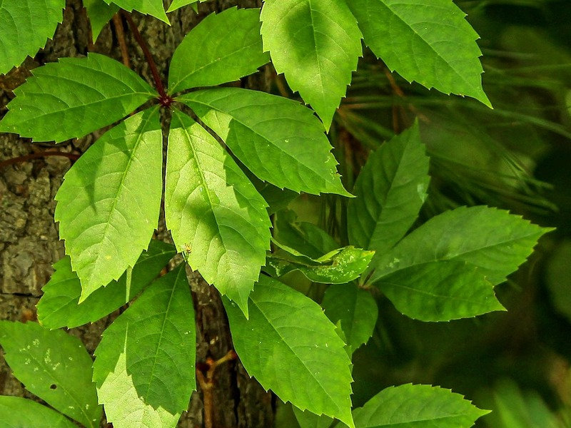 Virginia Creeper
