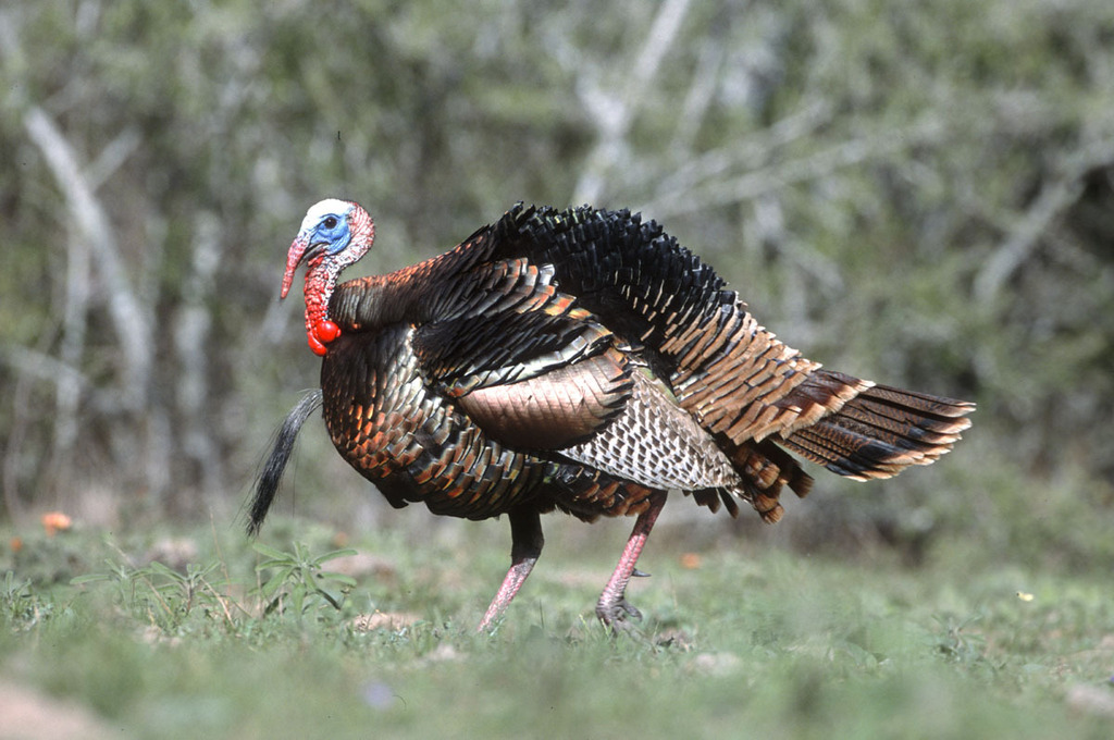 Wild Turkey