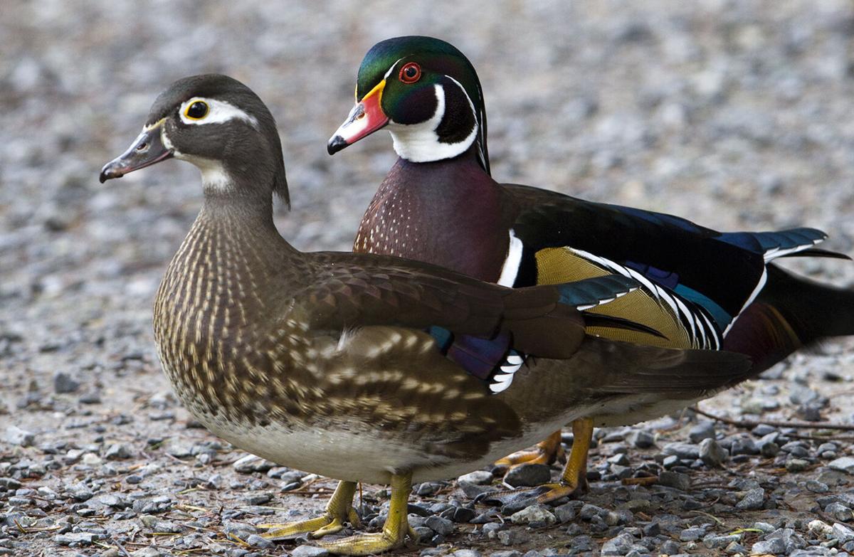 Wood Duck