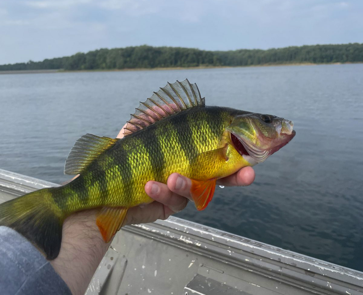 Yellow Perch